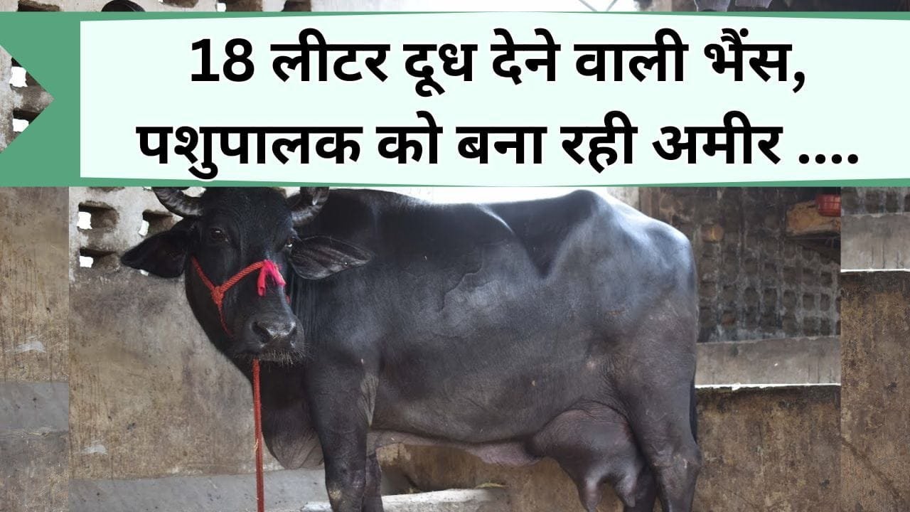 18 लीटर दूध देने वाली भैंस, पशुपालक को बना रही अमीर, जानिए दुधारू भैंस बन्नी की खासियत
