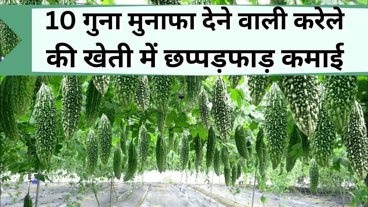 10 गुना मुनाफा देने वाली करेले की खेती से किसान की छप्पड़फाड़ हो रही कमाई, जानिये कौन-से बीज लगाएं जिससे ज्यादा फायदा हो