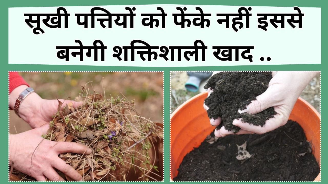 सूखी पत्तियों को फेंके नहीं इससे बनेगी खाद, पौधों के लिए होगी वरदान, जानिये सूखी पत्तियों की खाद कैसे बनती है