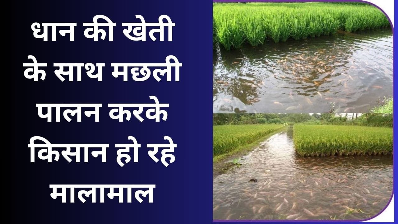 धान की खेती के साथ मछली पालन करके किसान हो रहे मालामाल, एक साथ मिल रहा कमाई का दो जरिया