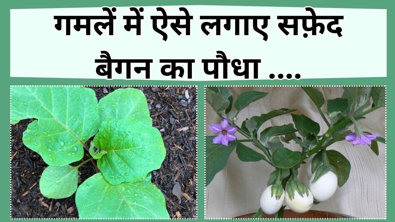 गमलें में ऐसे लगाए सफ़ेद बैगन का पौधा, बाजार से खरीदने की झंझट खत्म, जानिए सफ़ेद बैगन के फायदे और कैसे लगाए