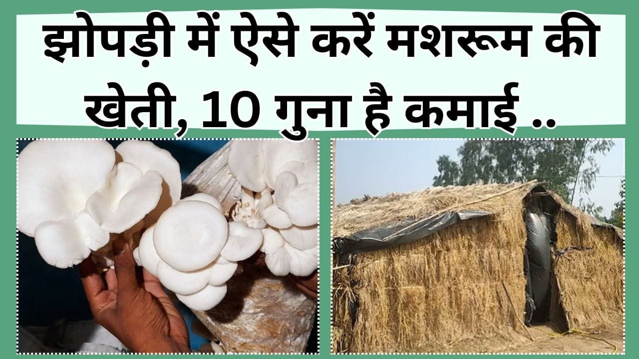 झोपड़ी में ऐसे करें मशरूम की खेती, 10 गुना है कमाई, बाजार में भारी डिमांड के साथ महीने भर में होंगे मालामाल, जानिये कैसे