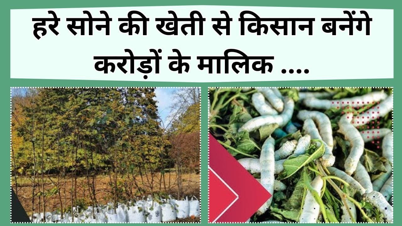 हरे सोने की खेती से किसान बनेंगे करोड़ों के मालिक, सरकार भी दे रही सब्सिडी, यहाँ जानिये पूरा प्लान