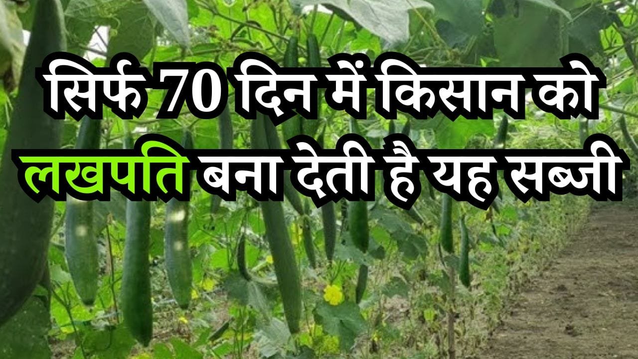 सिर्फ 70 दिन में किसान को लखपति बना देती है यह सब्जी, जानिये कैसे करें खेती और कितना आएगा खर्चा