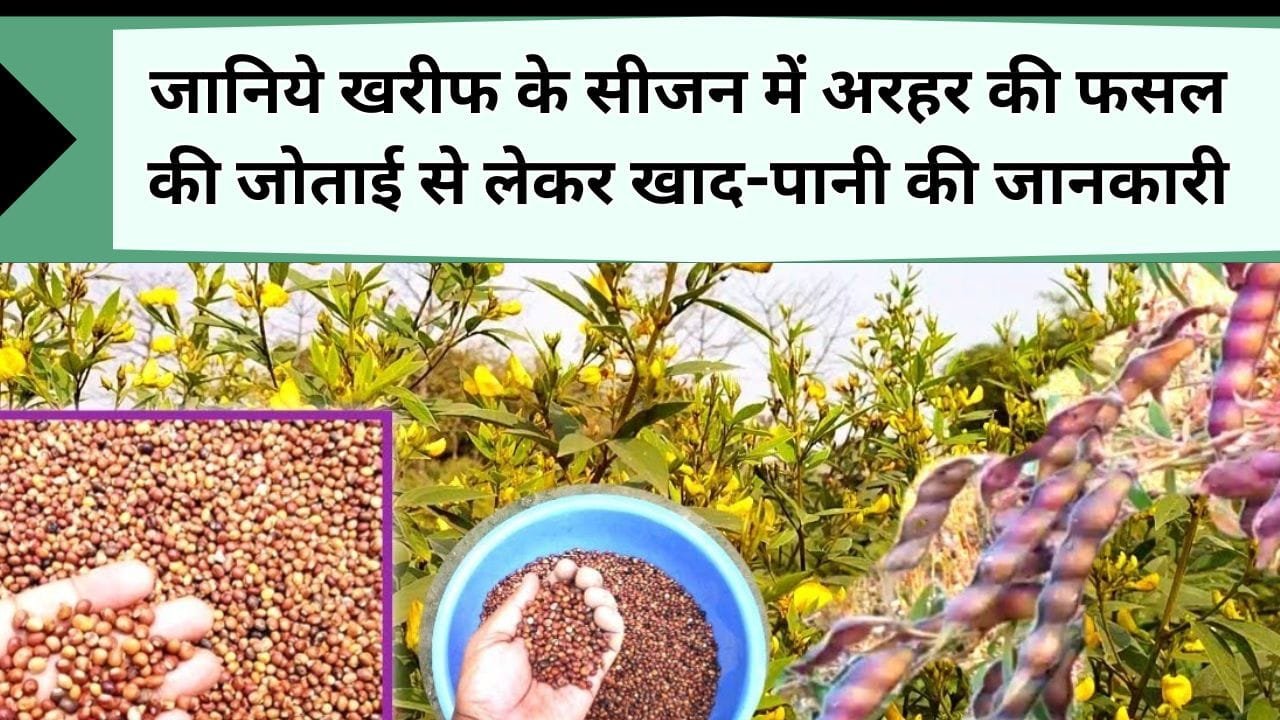 अरहर की खेती ऐसे करें किसान दोगुनी होगी पैदावार, यहाँ जानिये खरीफ के सीजन में अरहर में जोताई से लेकर खाद-पानी की जानकारी