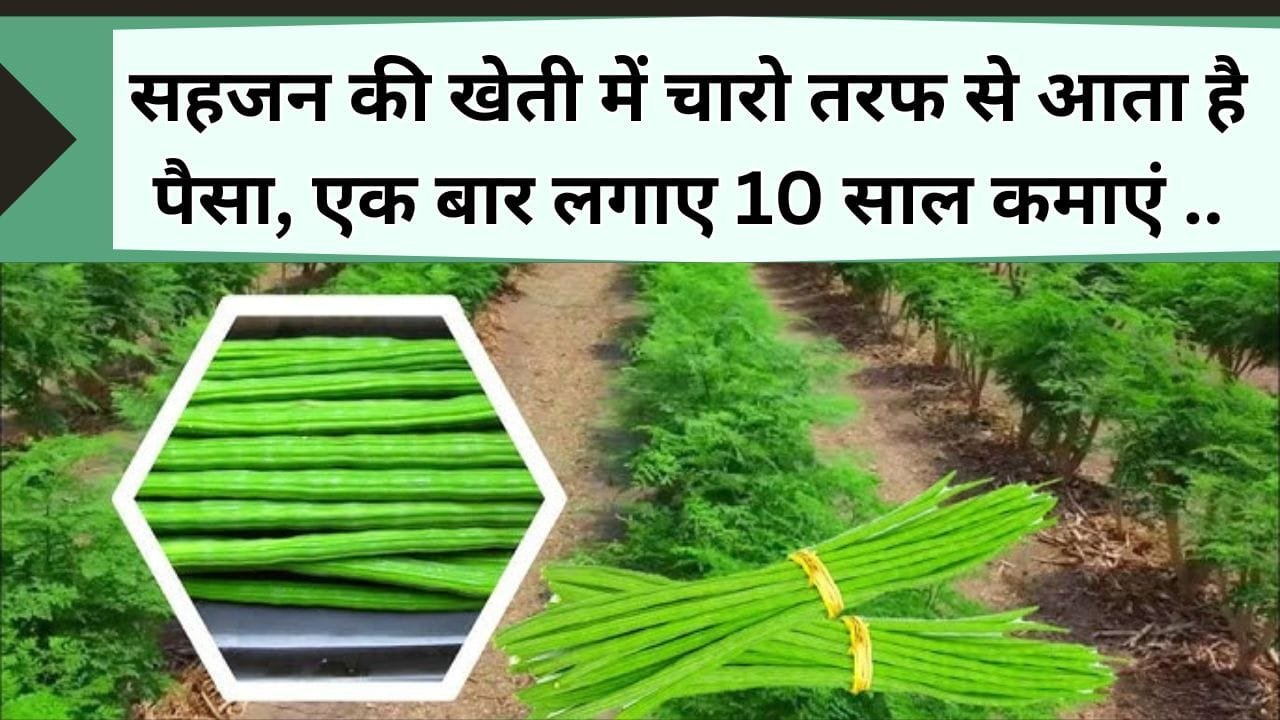 सहजन की खेती में चारो तरफ से आता है पैसा, एक बार पौधे लगाए 10 साल बैठे-बैठे कमाएं, जानिए सहजन की डिमांड और खेती कैसे होती