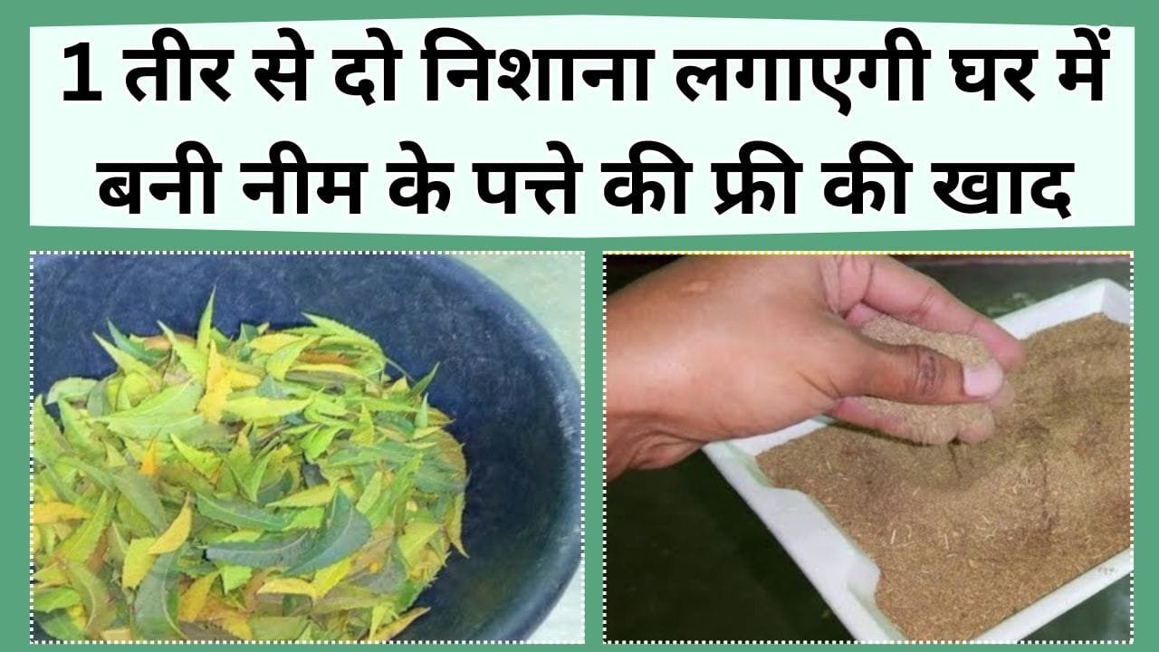 1 तीर से दो निशाना, केमिकल वाली महंगी खाद की छुट्टी कर देगी घर में बनी नीम के पत्ते की फ्री की खाद, कीटनाशक का भी होगा काम