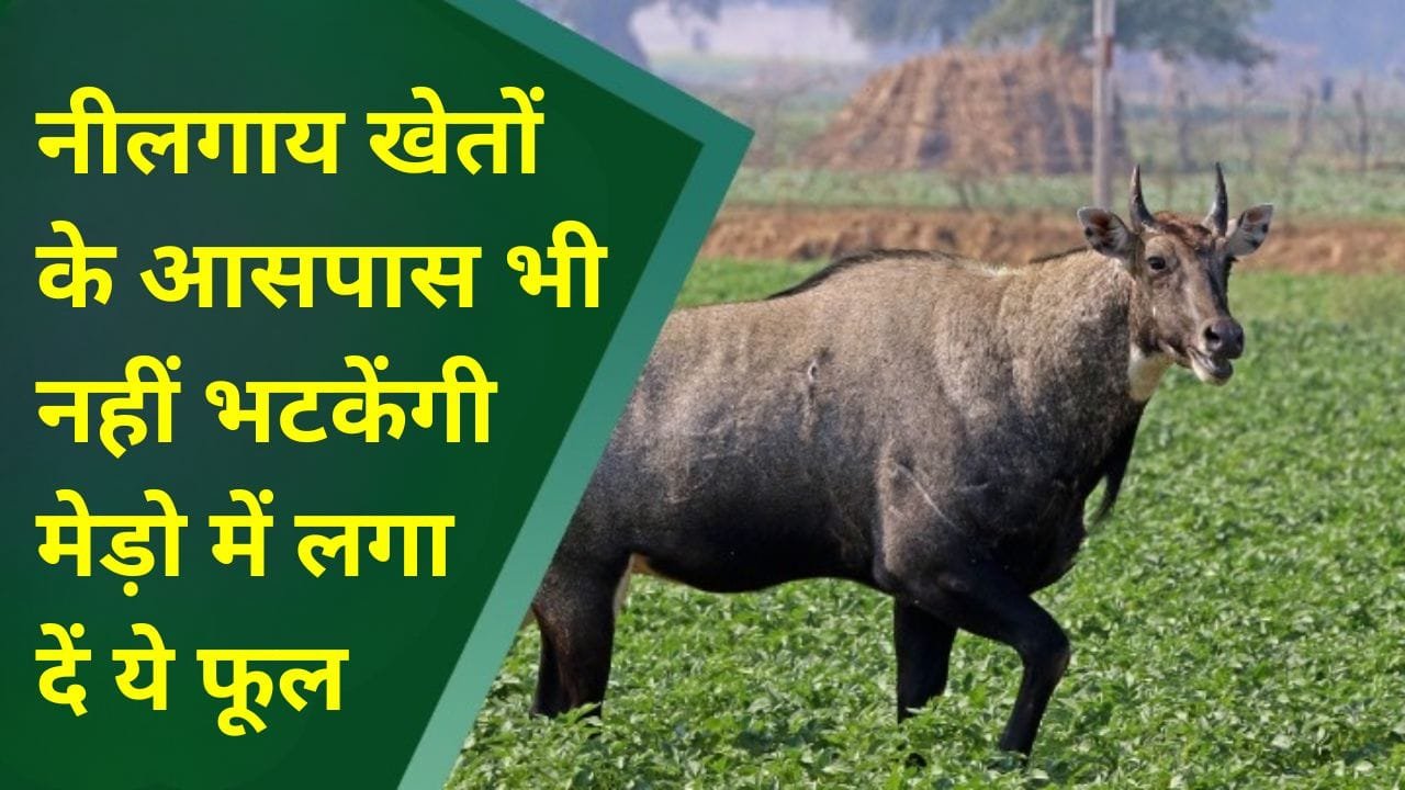 नीलगाय खेतों के आसपास भी नहीं भटकेंगी मेड़ो में लगा दें ये फूल, फिर घोड़ा बेचकर चैन की नींद सो सकते है किसान