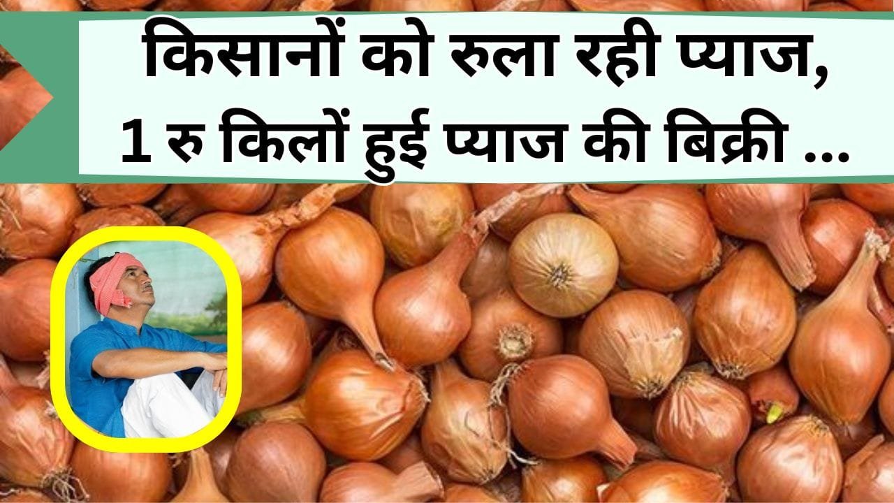 किसानों को रुला रही प्याज, 1 रु किलों हुई प्याज की बिक्री, सरकार पर फूटा किसानों का गुस्सा, जानिए कहाँ इतनी सस्ती हुई प्याज