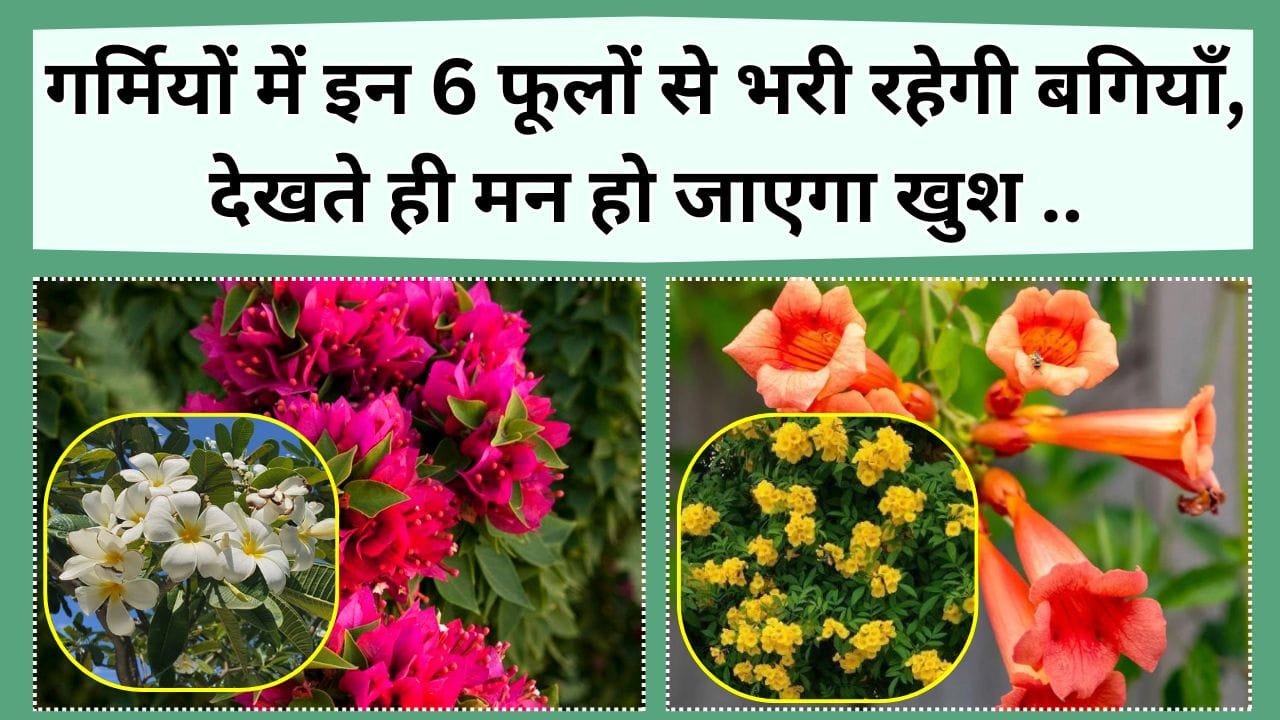 गर्मियों में फूलों से भरी रहेगी बगियाँ, लगाएं ये 6 फूल, देखते ही मन हो जाएगा खुश