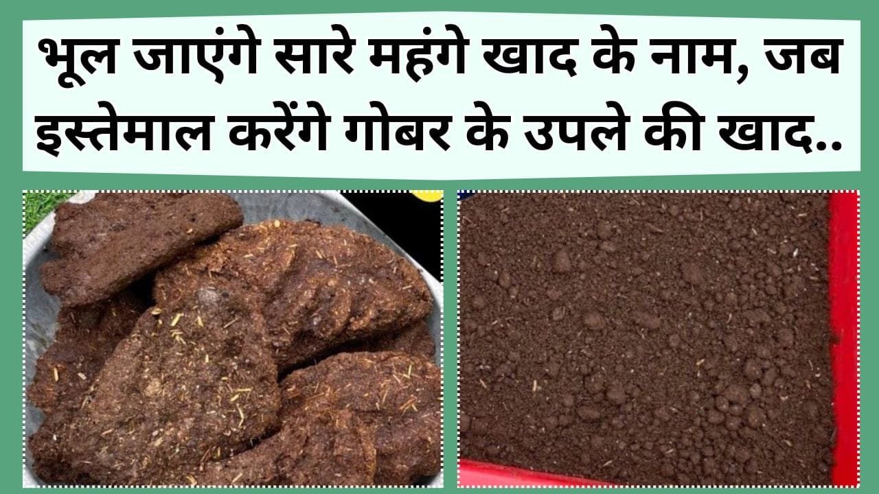 भूल जाएंगे सारे महंगे खाद के नाम, जब इस्तेमाल करेंगे घर में बनी गोबर के उपले की खाद, जानिए कैसे बनती है ये की खाद