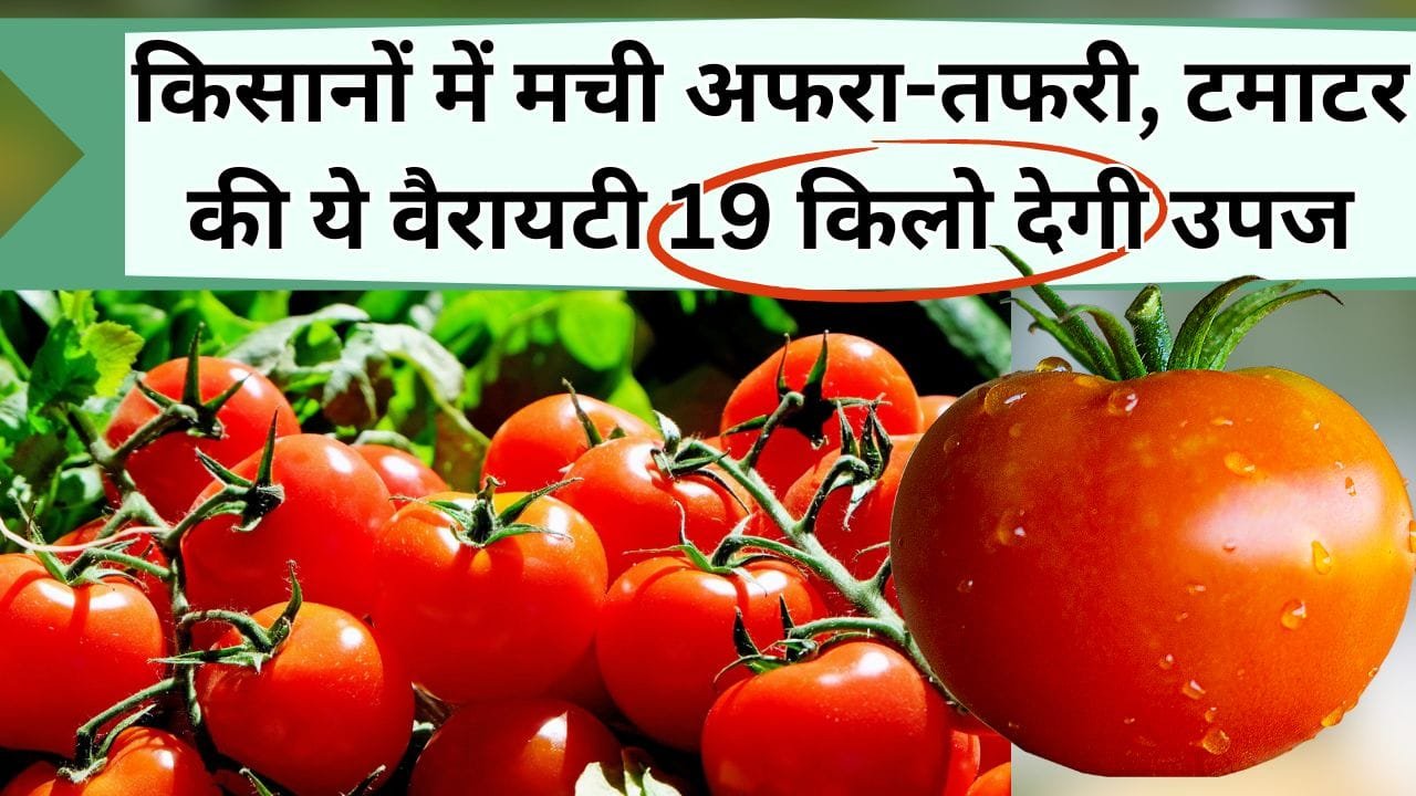 किसानों में मची अफरा-तफरी, टमाटर की ये वैरायटी 19 किलो देगी उपज, कीटनाशक का भी बचेगा पैसा, जानिए कौन सी है वैरायटी