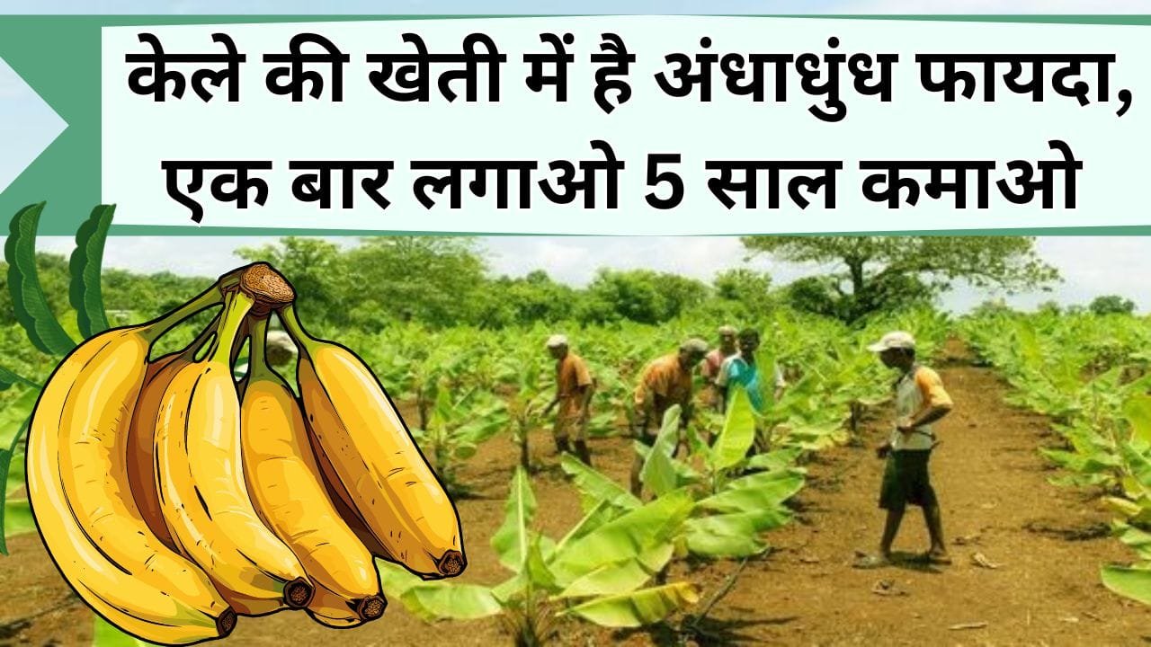केले की खेती में है अंधाधुंध फायदा, कमाई के साथ फ्री की मिलेगी जैविक खाद, एक बार पौधे लगाओ 5 सालों तक कमाओ