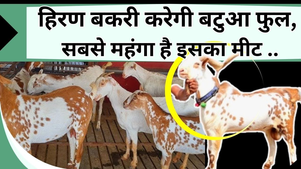 हिरण बकरी करेगी बटुआ फुल, सबसे महंगा है इसका मीट, जानिए नाम कीमत और खासियत