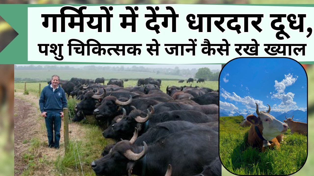 गर्मियों में गाय-भैंस देंगे धारदार दूध, जानिए पशु चिकित्सक के अनुसार गर्मियों में कैसे रखे पशुओं का ख्याल