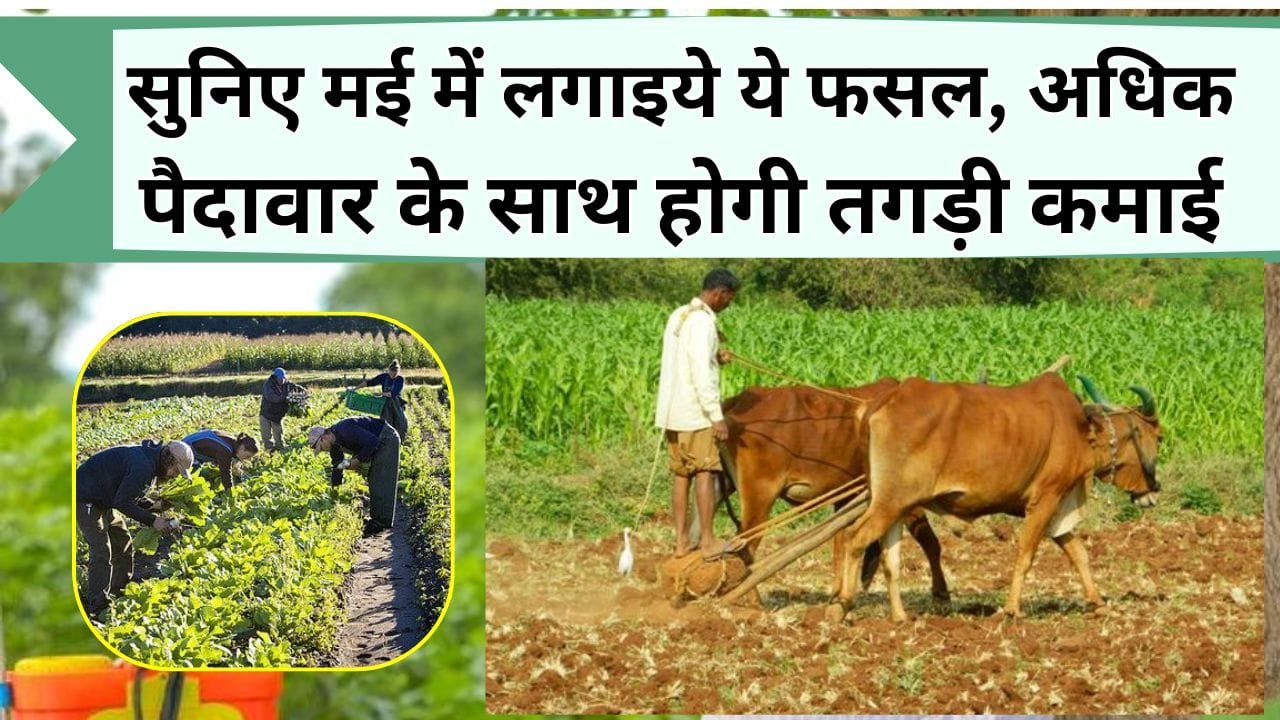 सुनिए मई में लगाइये ये फसल, अधिक पैदावार के साथ होगी तगड़ी कमाई, जानिये गर्मी में लगाई जानें वाली तीन तरह की फसल
