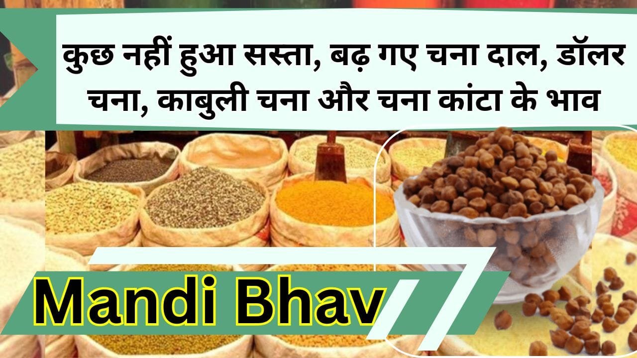 Mandi Bhav: कुछ नहीं हुआ सस्ता, बढ़ गए चना दाल, डॉलर चना, काबुली चना और चना कांटा के भाव, जानिए आज के ताजा मंडी भाव