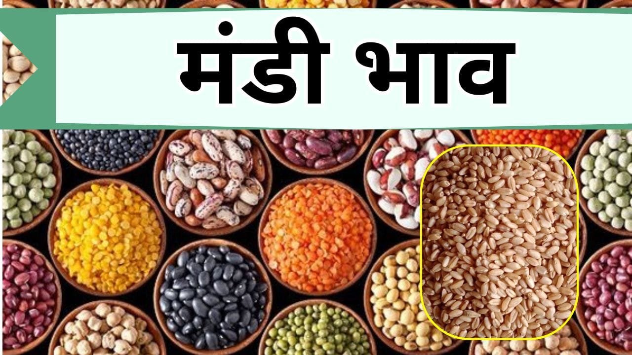 Mandi bhav: थाली में डाल हुई महंगी, ₹100 तक बढे भाव, चाहिए जानें कौन-सी दाल की कीमत में आई तगड़ी बढोत्तरी