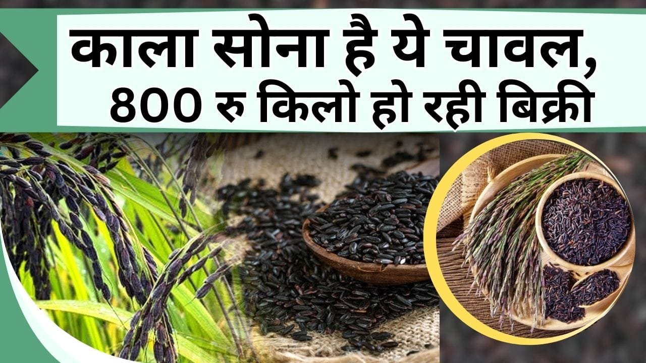 काला सोना है ये चावल, 800 रु किलो हो रही बिक्री, शरीर के अंग-अंग में भरेगा ताकत, इसकी खेती से होगी तगड़ी कमाई