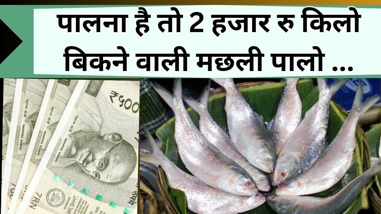 पालना है तो 2 हजार रु किलो बिकने वाली मछली पालो, मछली की तरह चमक जायेगी किस्मत, यहाँ जानिये तलाब में कैसे पाले ये महंगी मछली