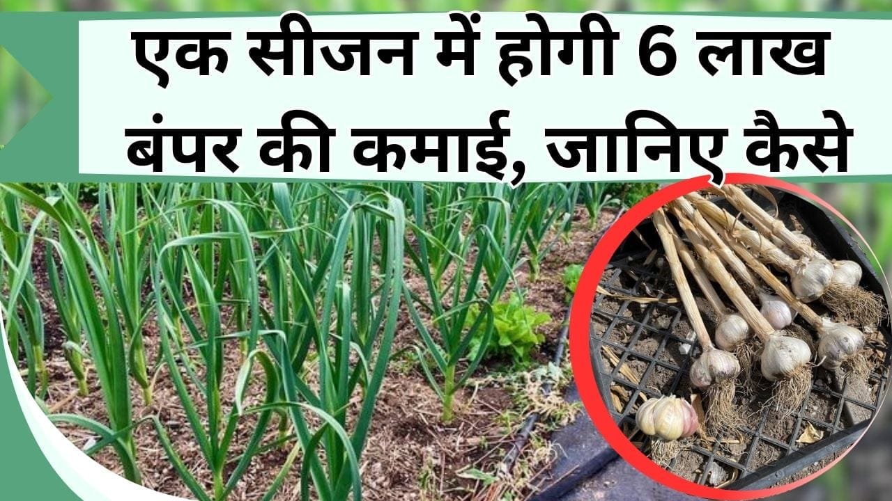 बंपर कमाई करने के लिए ऐसे करें नगदी फसल की खेती, एक सीजन में होगी 6 लाख की कमाई, जानिए कैसे