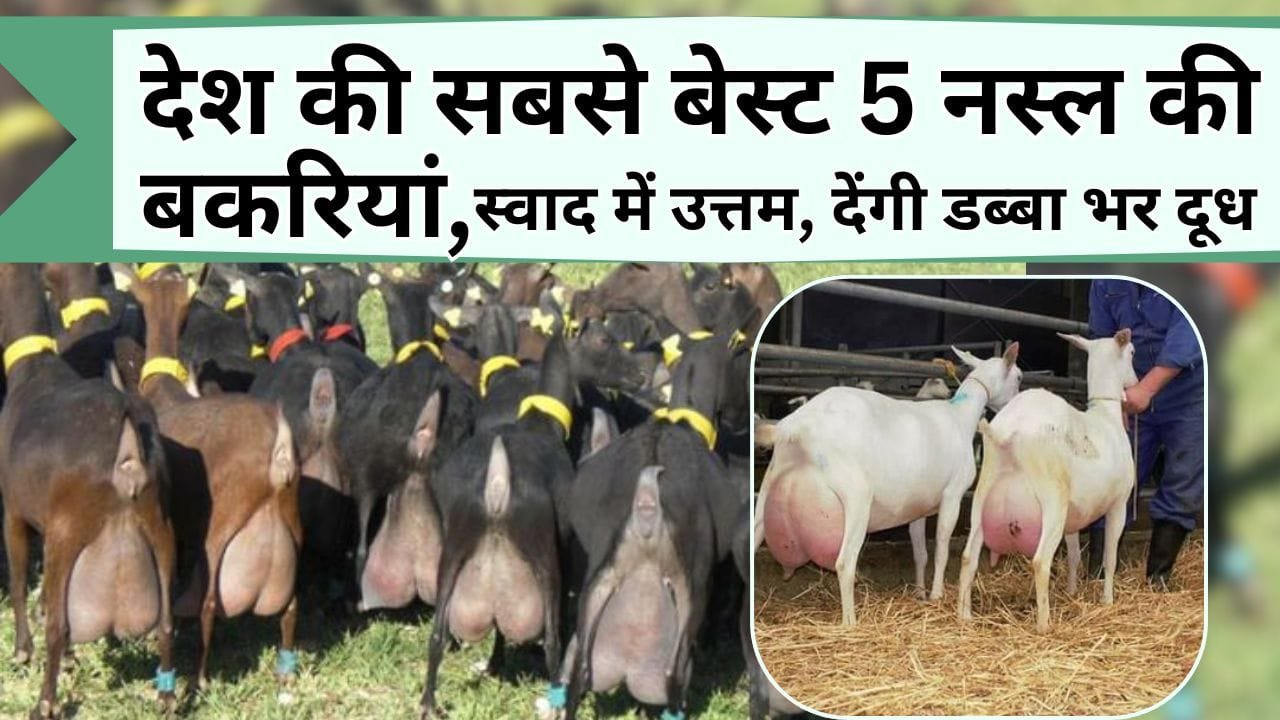 Goat Farming: देश की सबसे बेस्ट 5 नस्ल की बकरियां, स्वाद में उत्तम और देती है डब्बा भर के दूध, जानिये नाम और खासियत