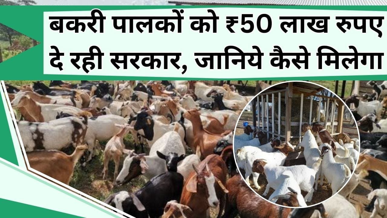 बकरी पालकों को ₹50 लाख रुपए दे रही सरकार, जानिये कैसे उठाएं इस सब्सिडी का लाभ