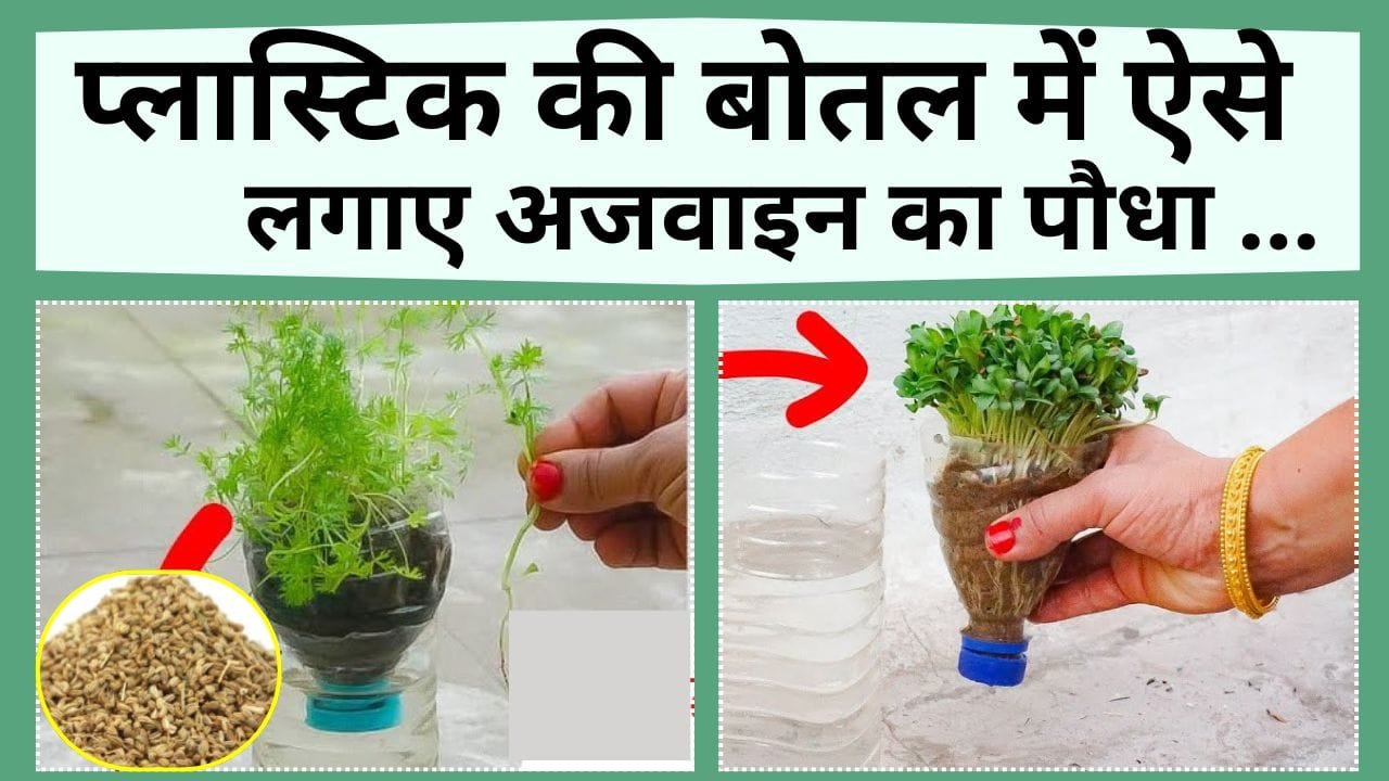 प्लास्टिक की बोतल में ऐसे लगाए अजवाइन का पौधा, हवा करेगा शुद्ध, 6 बिमारियों के लिए फायदेमंद, जानिए पौधा लगाने का तरीका