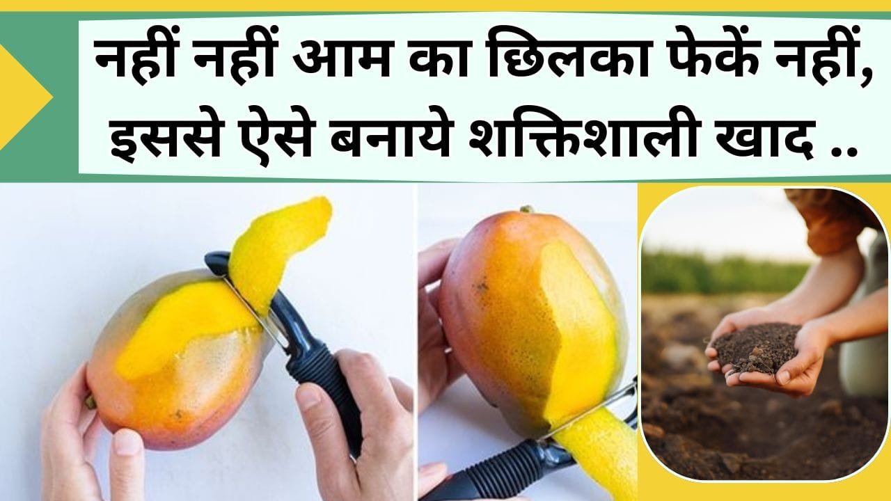 नहीं नहीं आम का छिलका फेकें नहीं, इससे बनती है शक्तिशाली खाद, जानिये सबसे सरल तरीका आम के छिलके से खाद बनाने का