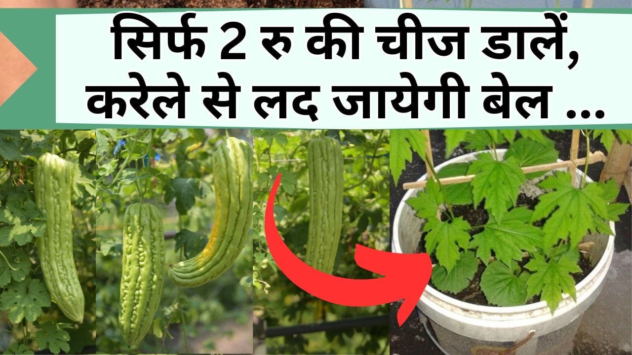 सिर्फ 2 रु की चीज करेले से लाद देगी बेल, जानिये कैसे लगाए प्लास्टिक के बाल्टी में करेला जिससे भर-भर के तोड़ने को मिले