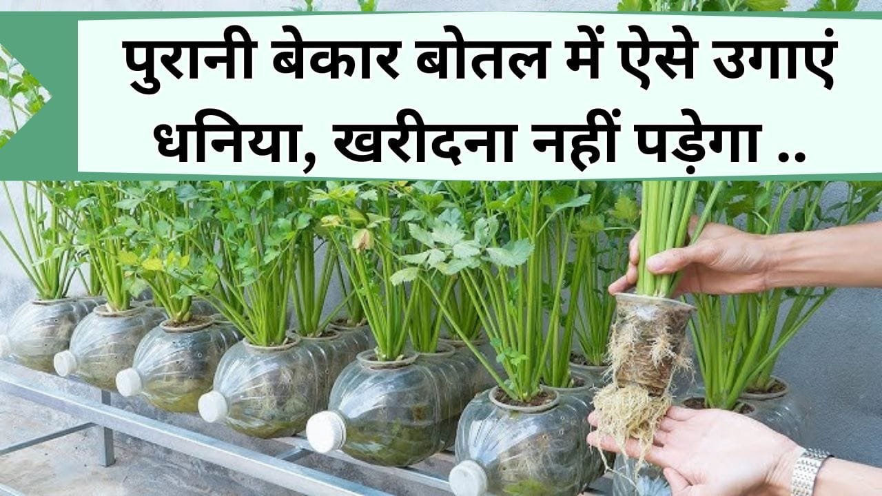 पुरानी बेकार बोतल में ऐसे उगाएं धनिया, बाजार में पैसे देकर खरीदने की नहीं पड़ेगी जरूरत