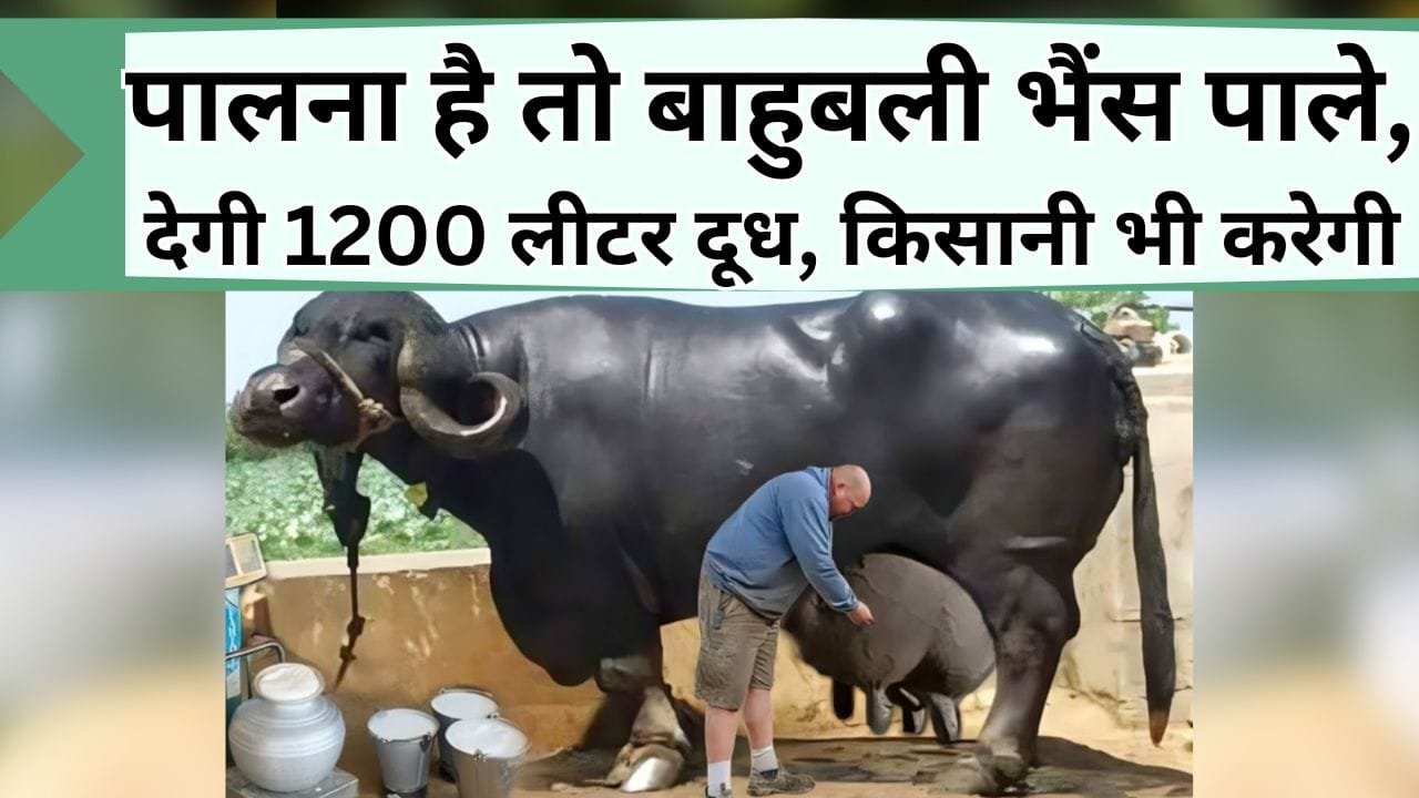 पालना है तो बाहुबली भैंस पाले, देगी 1200 लीटर दूध, खेती-किसानी में भी आएगी, जानिये इसका नाम और खासियत