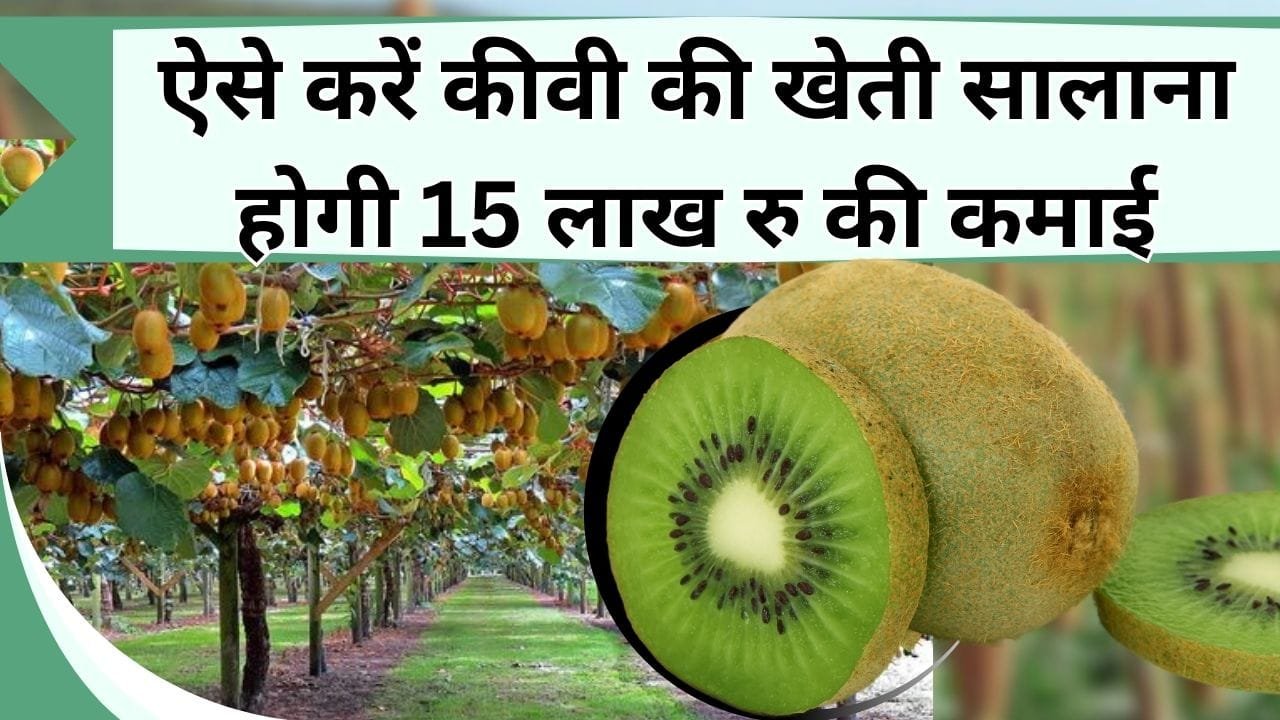 ऐसे करें कीवी की खेती सालाना होगी 15 लाख रु की कमाई, जानिए कौन-सी किस्म देती है ज्यादा मुनाफा