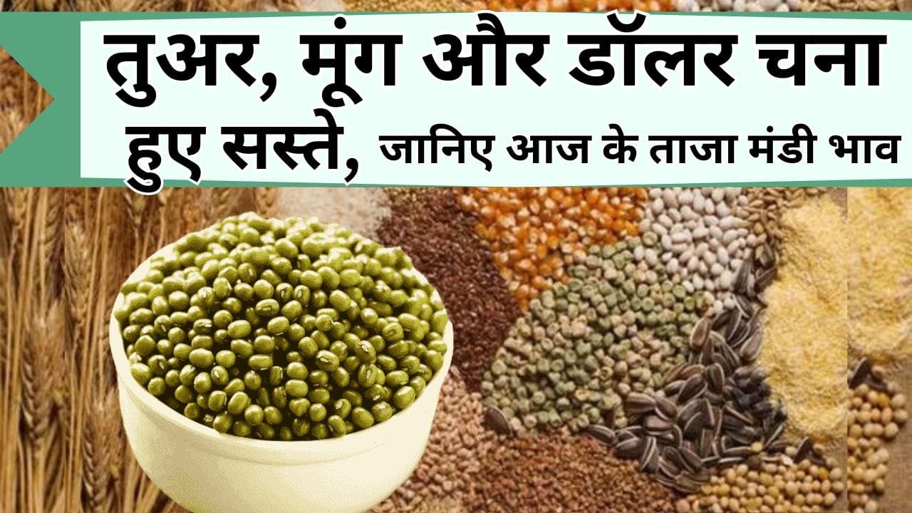 Mandi Bhav: गिर गए तुअर, मूंग और डॉलर चना के भाव, गेंहू और सोयबीन के तेवर बढे, जानिये आज के इंदौर के ताजा-ताजा मंडी भाव