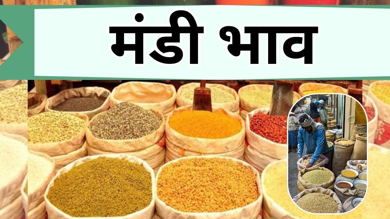 Mandi bhav: डॉलर चना और चना देसी के भाव में उछाल, गेंहू-सोयाबीन ने टेके घुटने, जानिये आज 16-07-2024 के ताजा मंडी भाव