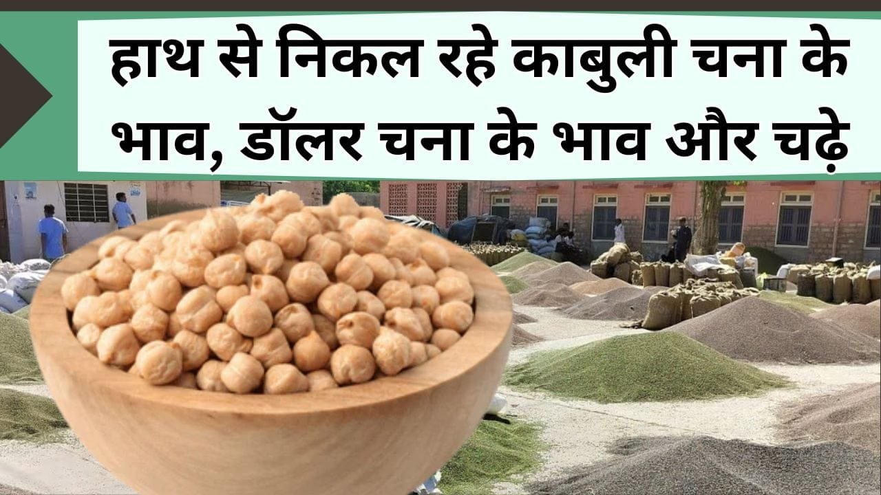 Mandi Bhav: हाथ से निकल रहे काबुली चना के भाव, डॉलर चना पहले से चढ़े आसमान, जानिये अन्य फसलों के ताजा भाव