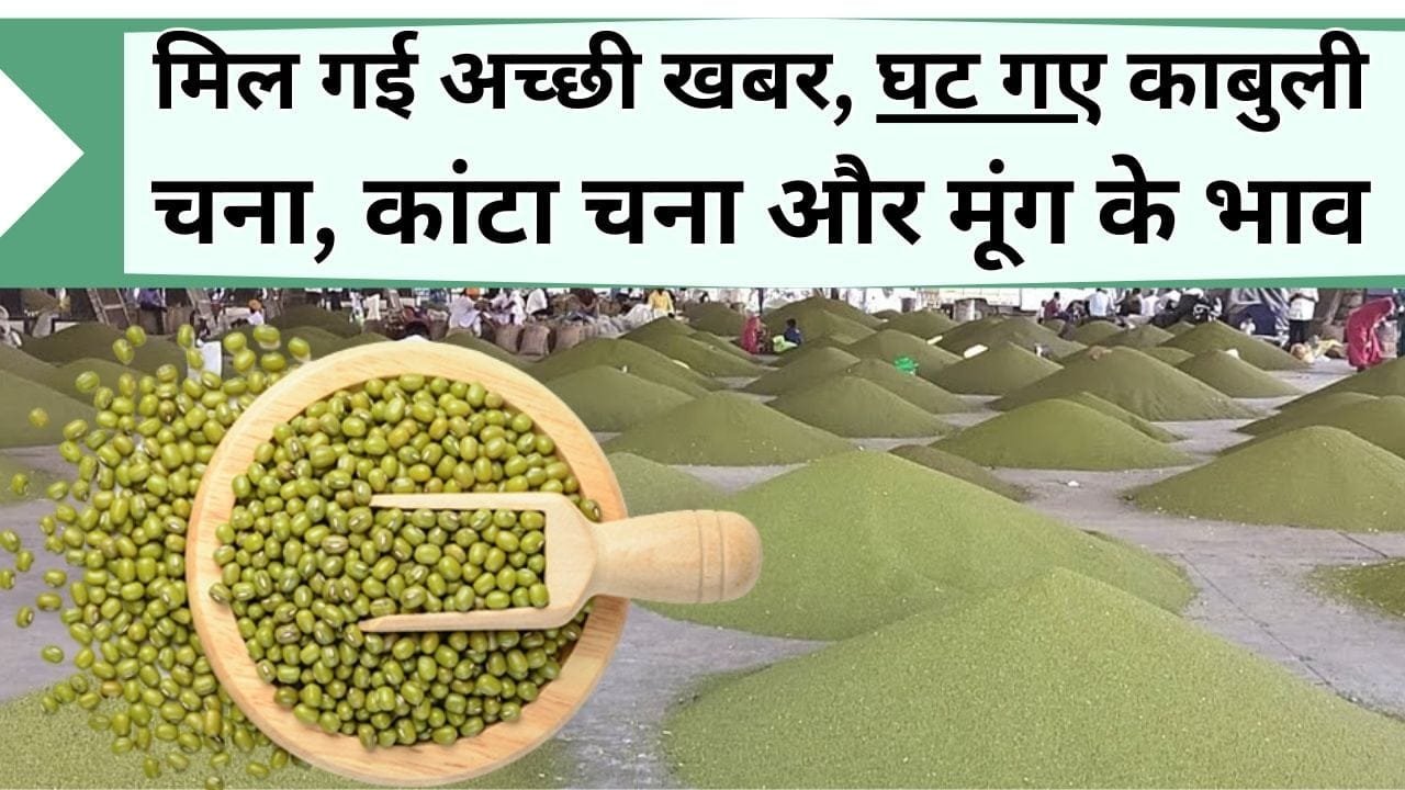 Mandi Bhav: मिल गई अच्छी खबर, घट गए काबुली चना, कांटा चना और मूंग के भाव, यहाँ जानिये आज के मंडी भाव में क्या-क्या सस्ता हुआ