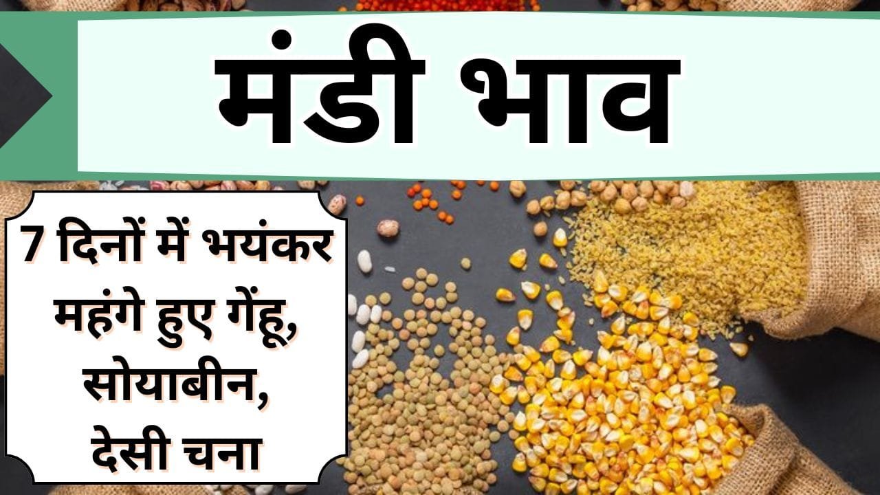 मंडी भाव: 7 दिनों में भयंकर महंगे हुए गेंहू, सोयाबीन और देसी चना के भाव, जानिये कितनी बदली कीमत और आज के इंदौर मंडी भाव