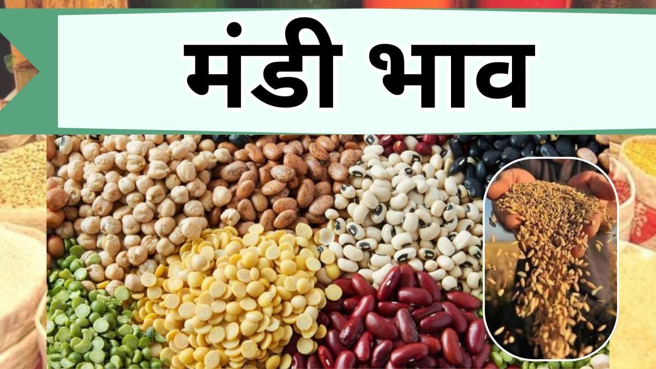 Mandi bhav: ताबड़तोड़ गिरे सरसों-मूंग के भाव, सोयाबीन में भी आई गिरावट, जानिए चना देसी कितना हुआ महंगा