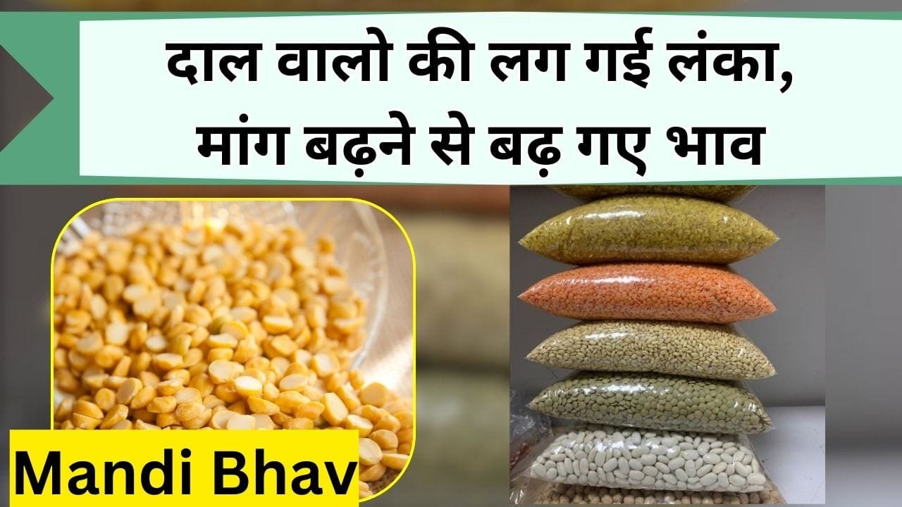 Mandi Bhav : दाल वालो की लग गई लंका, मांग बढ़ने से बढ़ गए भाव, जानिये आज के ताजा-ताजा अनाजों के मंडी भाव