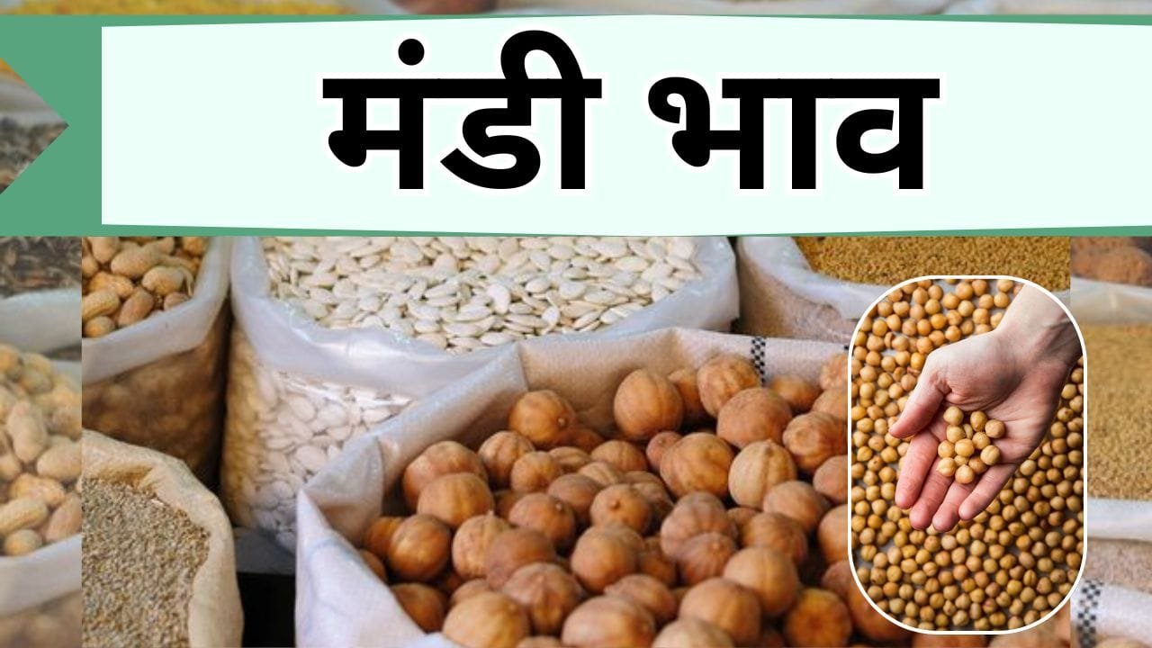 Mandi Bhav: गेंहू-सोयाबीन के बढे भाव, सस्ता हुआ चना देशी और डॉलर चना, जानिये आज के ताजा मंडी भाव