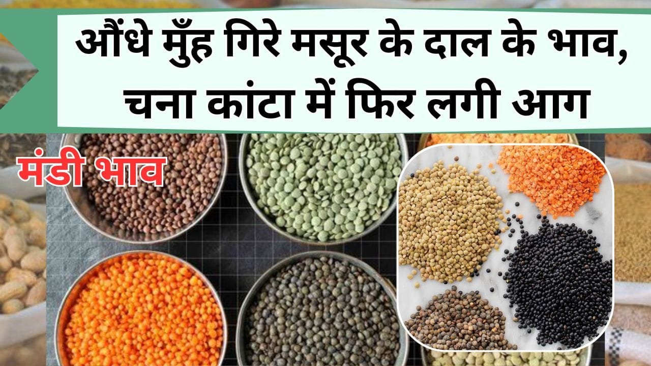 Mandi Bhav: औंधे मुँह गिरे मसूर के दाल के भाव, चना कांटा में फिर लगी आग, चलिए जाने आज के ताजा मंडी भाव