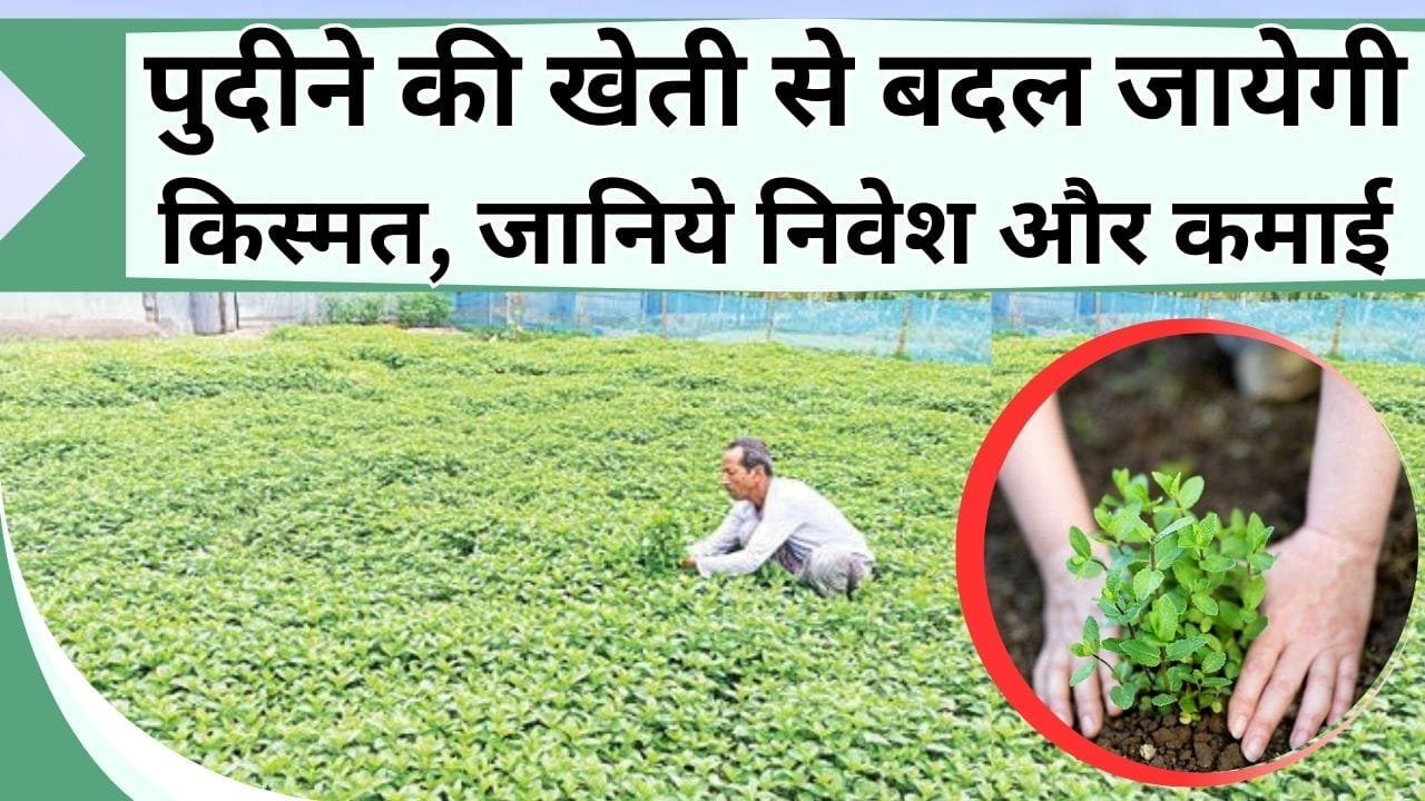 पुदीने की खेती से बदल जायेगी किस्मत, जानिये कैसे करें पुदीने की खेती और कितने निवेश में कितनी होगी कमाई