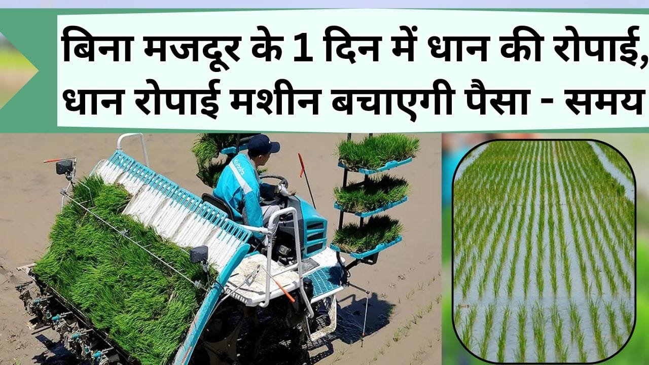 बिना मजदूर के 1 दिन में होगी धान की रोपाई, ये है धान रोपाई मशीन, बचाएगी पैसा और समय, जानें धान रोपाई मशीन की कीमत और खासियत