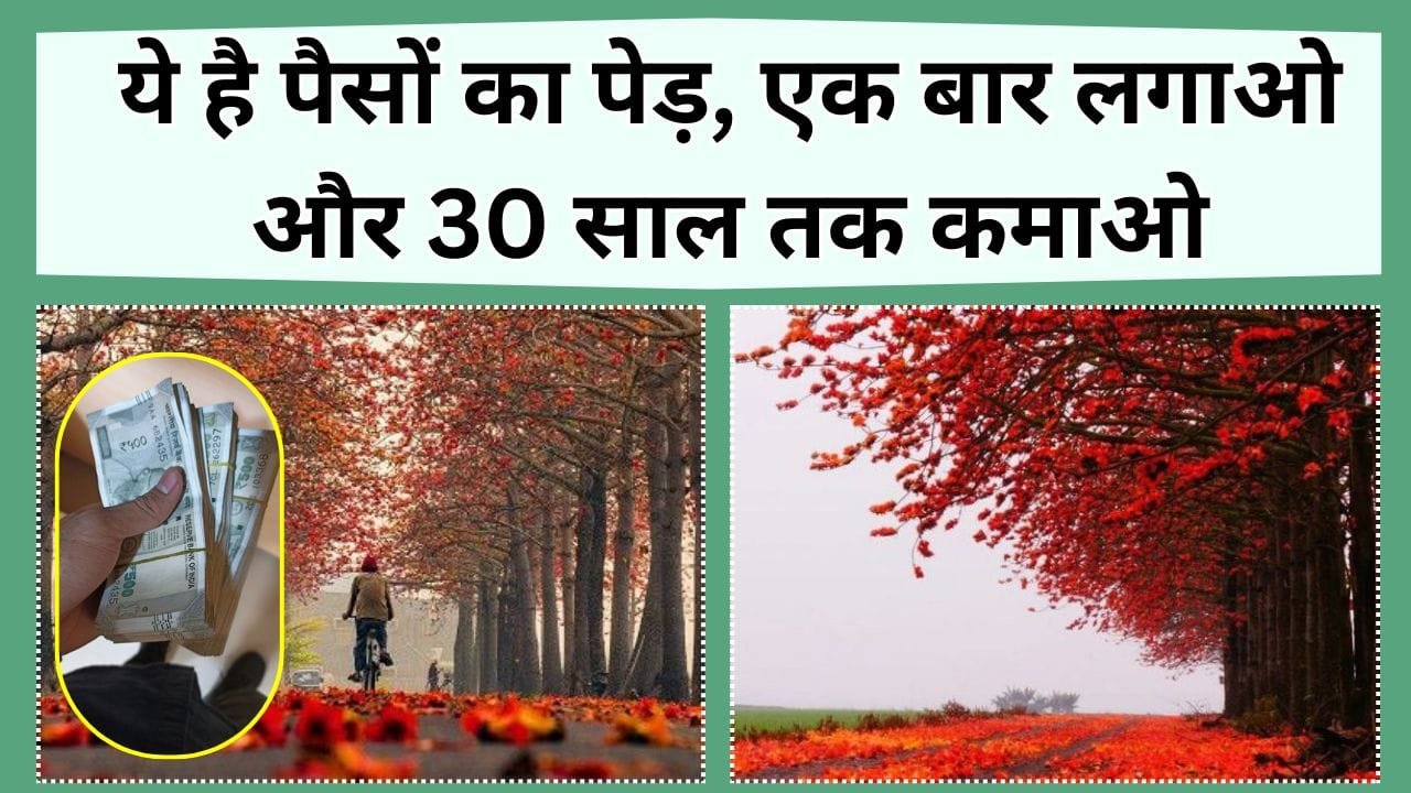 ये है पैसो का पेड़, जड़ से लेकर फूल तक सब कुछ बिकता है, एक बार लगाए 30 साल