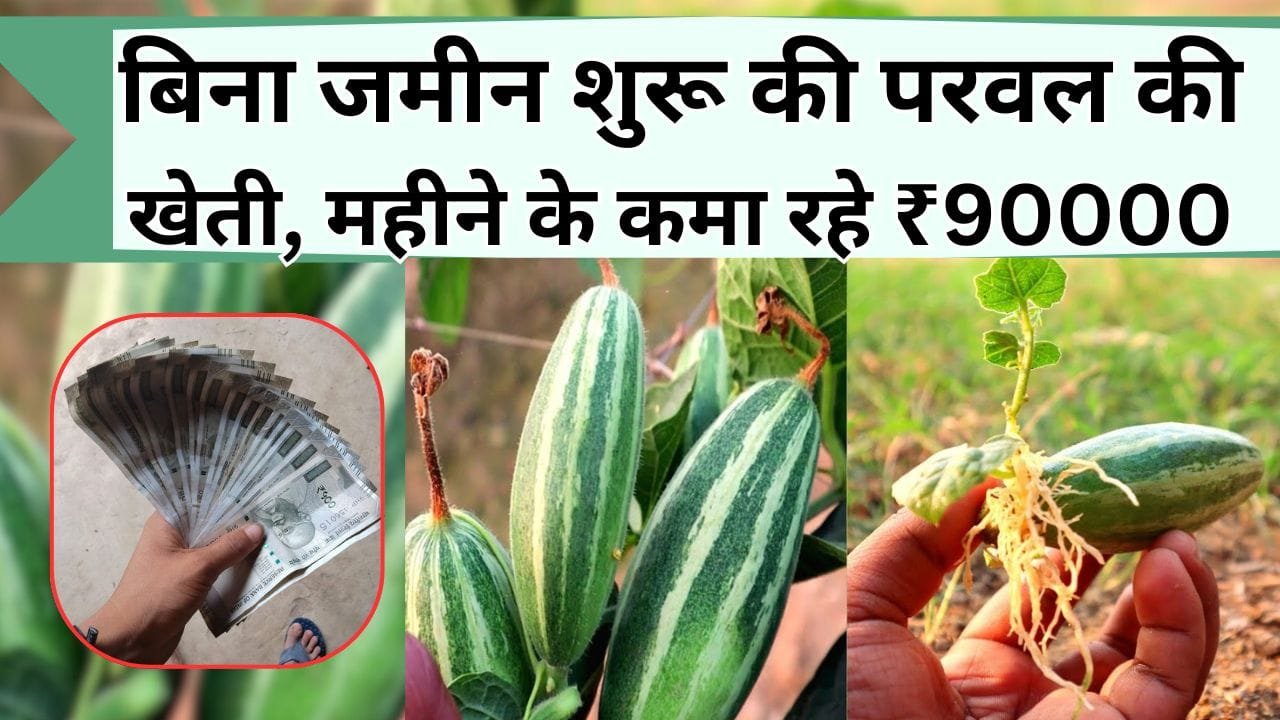 बिना जमीन शुरू की परवल की खेती, महीने के ₹90000 की हो रही कमाई, जानिये कैसे एक बार सब्जी लगाके साल भर कमाए