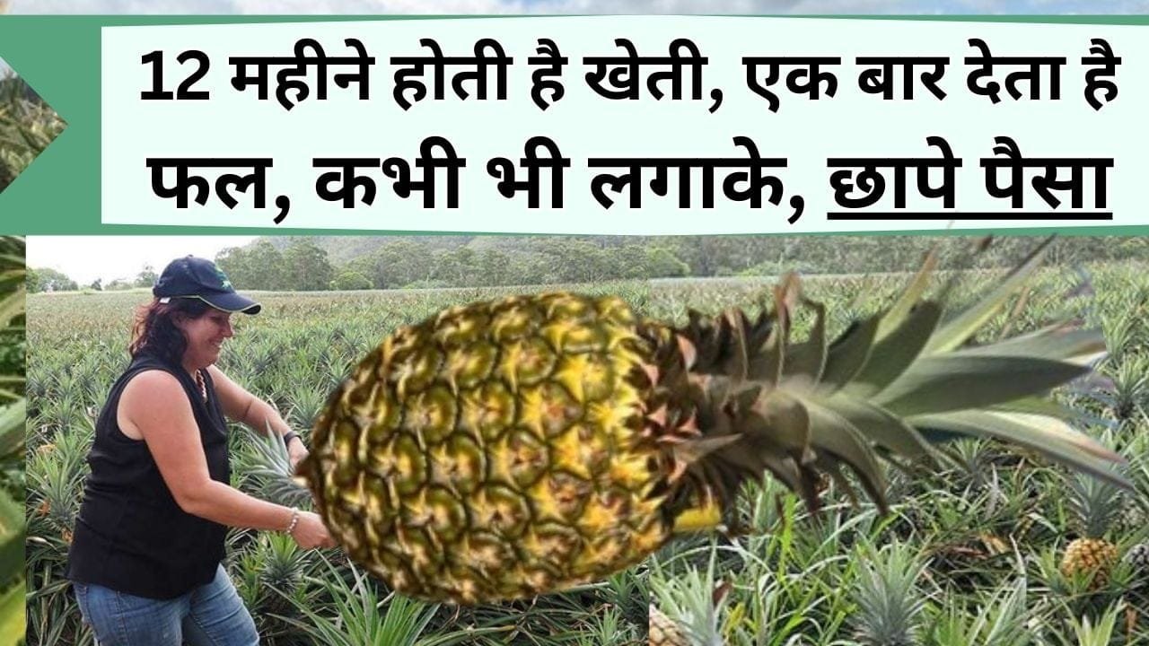 Pineapple Farming: 12 महीने होती है खेती, एक बार देता है फल, किसी भी मौसम में लगाके, छापे पैसा