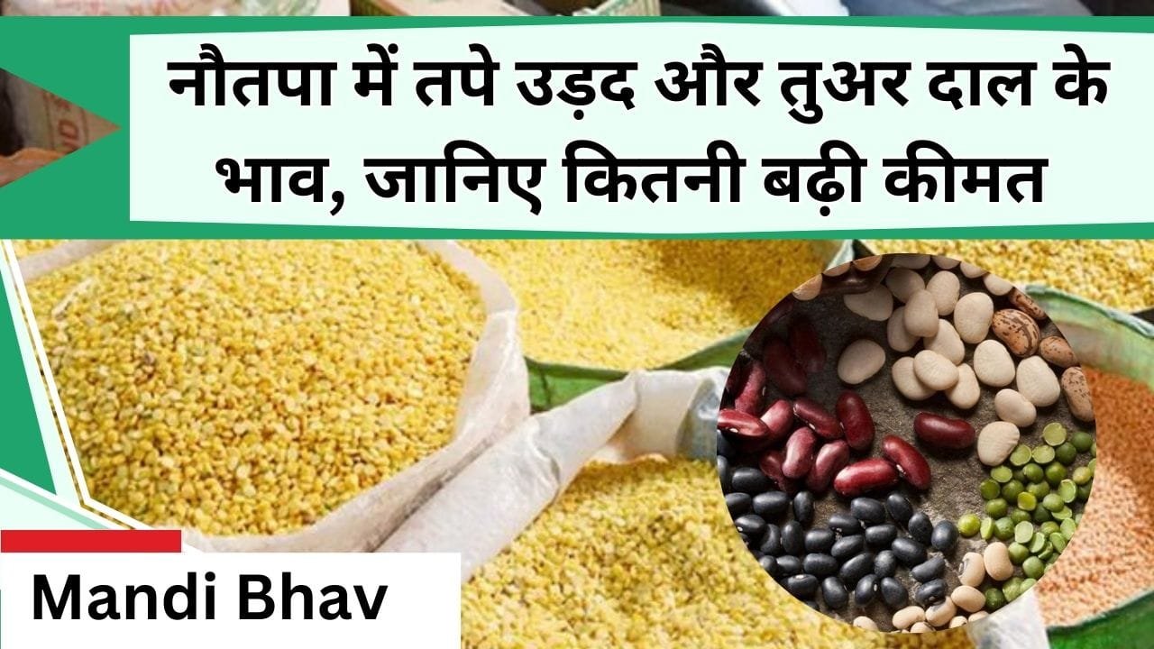 Mandi Bhav: नौतपा में तपे उड़द और तुअर दाल के भाव, जानिए कीमत में हुआ कितना इजाफा और विभिन्न अनाजों के आज के भाव