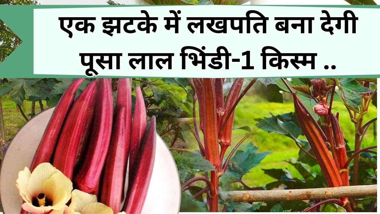 एक झटके में लखपति बना देगी पूसा लाल भिंडी-1 किस्म, किसानों की बदल जायेगी जिंदगी, जानिये सेहत के लिए है कितनी फ़ायदेमदं