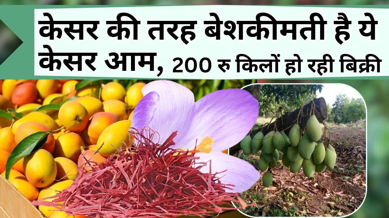केसर की तरह बेशकीमती है ये केसर आम, 200 रु किलों बेच किसान हो रहे अमीर, जानिये केसर आम की खासियत
